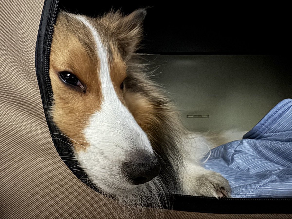 眠そうでかわいい😆