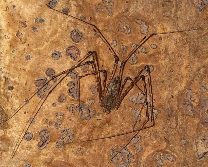 Hola bichodatero, es la araña escupidora Scytodes longipes. Estas arañas inofensivas son comunes en casas. No hacen telas. Capturan a sus presas inmovilizándolas a punta de escupitajos. Su dieta incluye a la temible araña casera o violinista. 📸: Migali e Scorpioni (Instagram).