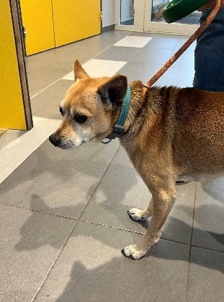 🟢 🐶 Chien trouvé le 08/10/2023 à Bethune (62).
Mâle / Identifié(e) : Non

☎️ bethune@sacpa.fr
📧 

#VigiPets #chienperdu #chientrouve #chien #perdu #trouve