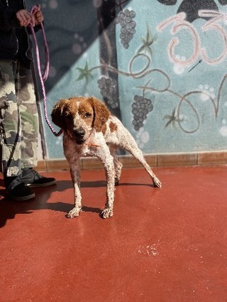 🟢 🐶 Chien trouvé le 09/10/2023 à Blanquefort (33).
Mâle / Identifié(e) : Non

☎️ 05 57 58 25 46 
📧  saintaubin@sacpa.fr

#VigiPets #chienperdu #chientrouve #chien #perdu #trouve