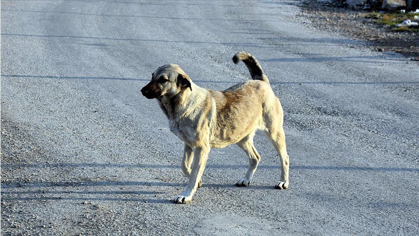 Sokak köpekleri için yapılması planan hareketler;
•Barınak yapımı, kısırlaştırma ve bakım belediyelerin uhdesinde olacak.
•Belediyeler görevini yapmazsa İller Bankası'ndan aldığı paraların bir kısmı kesilecek.
•Sahiplendirilme esas olacak, tüm köpeklere çip takılacak.
•Köpek