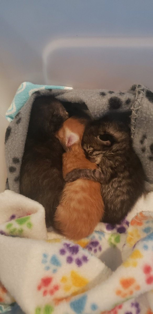 These are my newest foster babies. They were about to be euthanized, but our rescue stepped up. Now I have to 'name 'em'. Kittencrossingrescue.org #adoptdontshop #AdoptAShelterCat #fosteringsaveslives