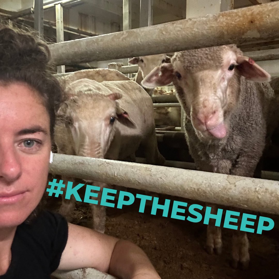 Negative connotations around live ex from people who have likely never seen a sheep in their life is getting exhausting. The cruelty is manipulation from activists group to drive donations.
#keepthesheep because Australia’s live export is ethical the proof in the data & science