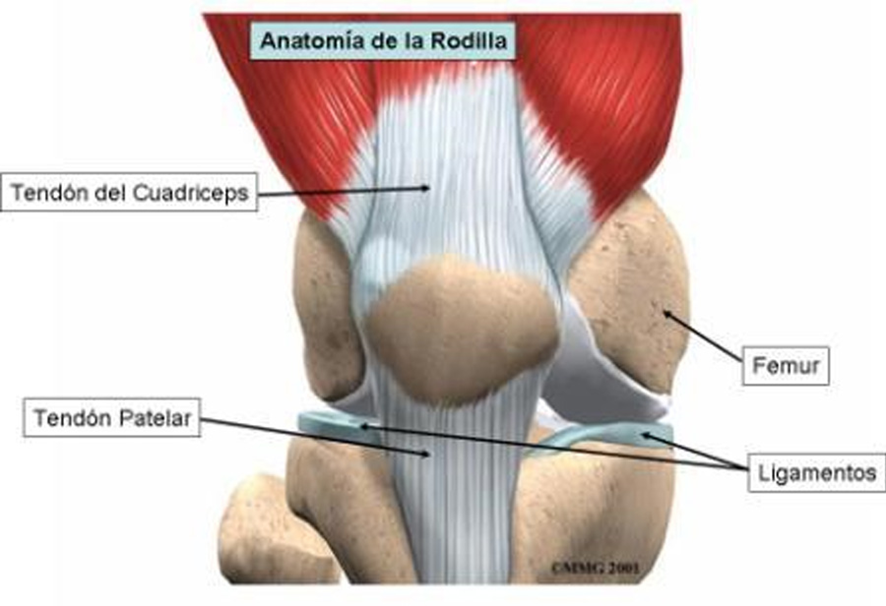 TENDINOPATÍA ROTULIANA

La tendinopatía rotuliana o rodilla del saltador se caracteriza por un aumento de dolor gradual en la zona anterior de la rodilla frecuente en deportista de salto como el voleibol o baloncesto.

Hagamos un breve repaso de esta patología 🧵👇🏼