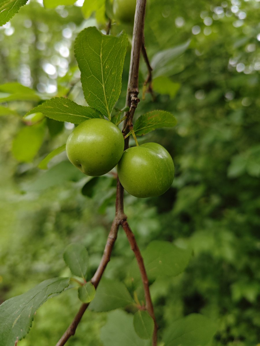 MAXMEL33's tweet image. Un effet boukeh impressionnant avec le Poco F6 Pro 😵
Il n'est pas équipé par Leica mais c'est tout comme il me surprend, vraiment 😍 @POCOFrance #pocof6pro #pocof6series