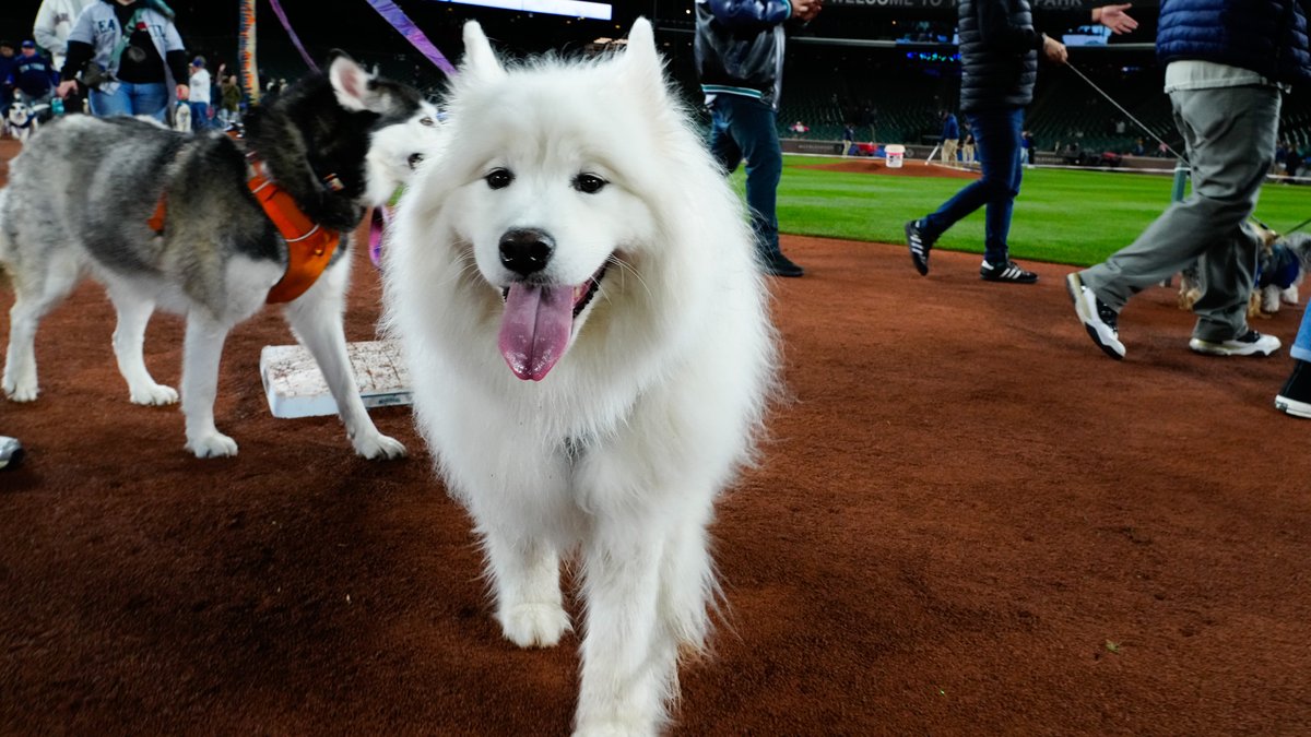 Mariners's tweet photo. Two Bark at the Parks so far this season, two walk-offs. 

Howl yeah. https://t.co/gB9ep6kvMl
