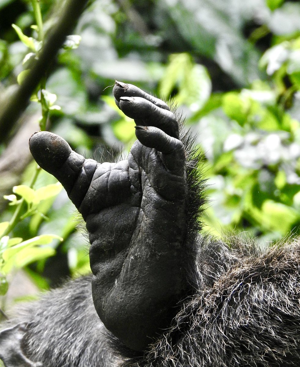 onesourceuganda's tweet photo. @creepydotorg They belong to the Forests. Bwindi impenetrable forest in Uganda. Not in cages https://t.co/iQm6uEdSts