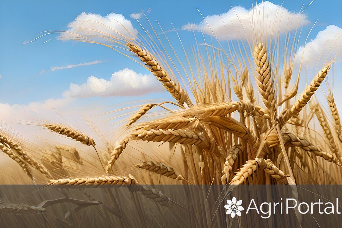 AgriPortalRo's tweet photo. In order to avoid the losses, farmers in 🇹🇩Romania should have a #wheatyield of over 5 mt/ha this year, but this will not be possible in the south-eastern regions (counties Vrancea, Buzău and Vaslui), affected by #drought, where a much ⏬ yield is expected - 1.2 mt/ha. #grain https://t.co/ggjj5vWnVN