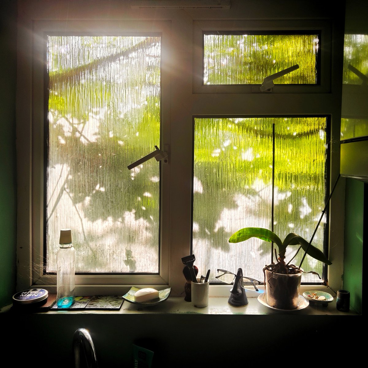 Morning Bathroom Window with Vine Shadows