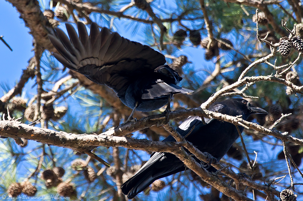 American Crow
#HikeOurPlanet #FindYourPath #hike #trails #outdoors #publiclands #hiking #trailslife #nature #photography #naturelovers #adventure #birds #birder #birding #birdwatching #birdphotography #BirdsOfTwitter #birder