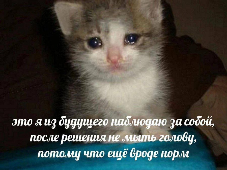 cats, i love cats (@catsilcats) on Twitter photo 