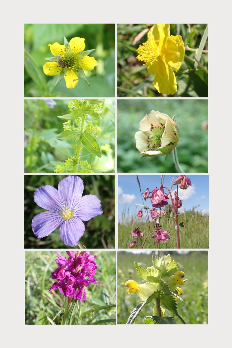 Heather Kelly (@ohnstadio) on Twitter photo More on the delights of nature at this time of year.....
heatherkelly.blog/2024/05/30/thr… <a href="/wildflower_hour/">wildflowerhour</a> More on the delights of nature at this time of year.....
heatherkelly.blog/2024/05/30/thr… <a href="/wildflower_hour/">wildflowerhour</a>