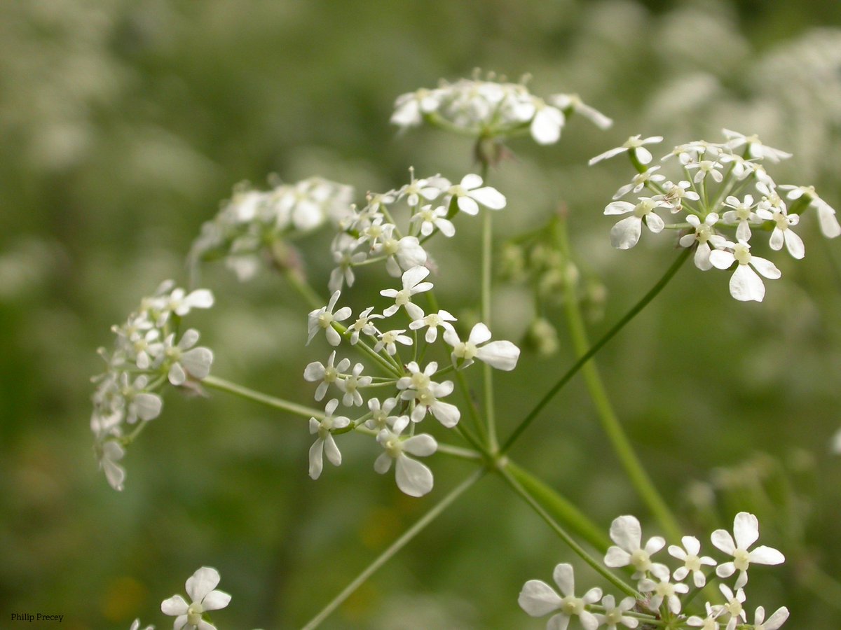 It's cow parsley season!! 🎉 
Cow parsley is attractive to a huge number of creatures, from orange-tip butterflies to marmalade hoverflies and even rabbits 🐇