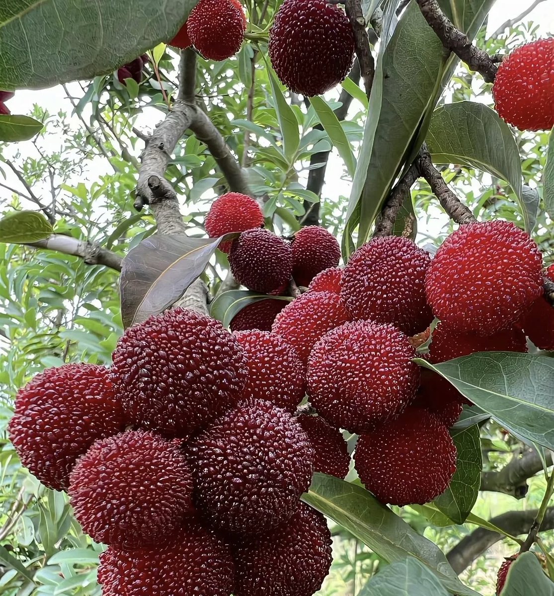 There is no reason to like picking bayberries!! It is more important to enjoy the experience.