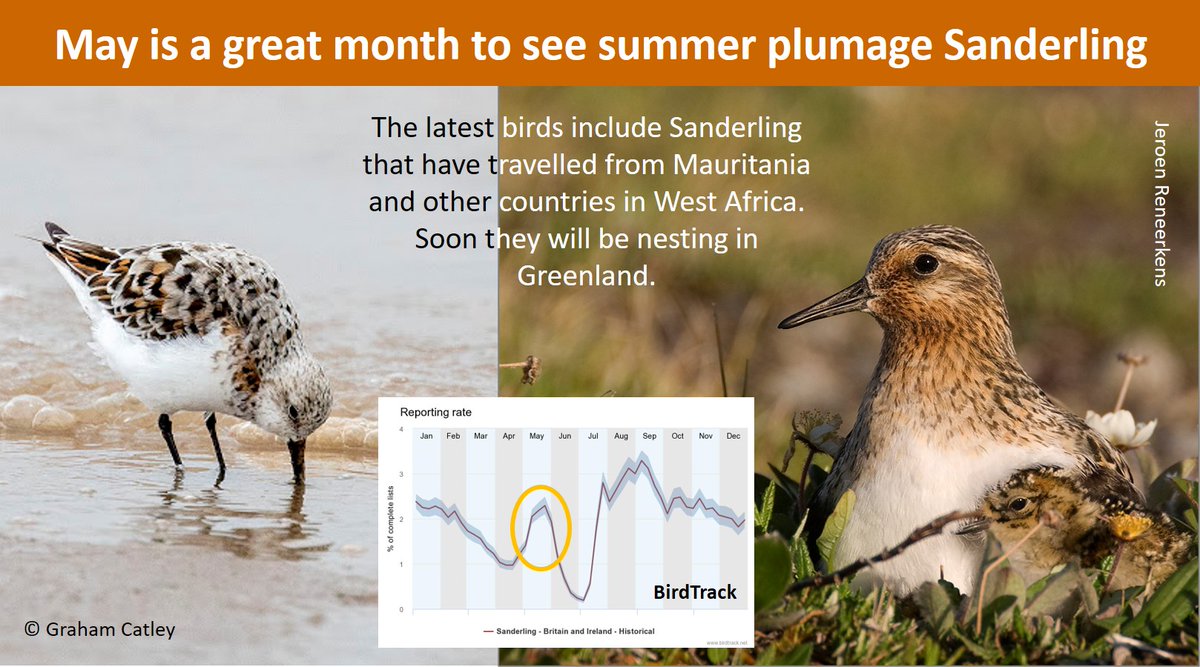 Although UK #Sanderling passage peaks in May, there will still be birds passing through in June. Some of the latest Sanderling will be birds from Mauritania - migrating a couple of weeks late. wadertales.wordpress.com/2019/10/04/tra… Research by @J_Reneerkens #waders #shorebirds #ornithology