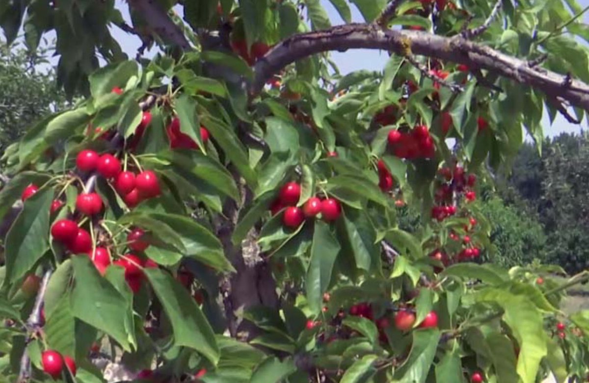 La Sierra Sur de Jaén, cuna de la cereza andaluza
canalsur.es/noticias/andal…