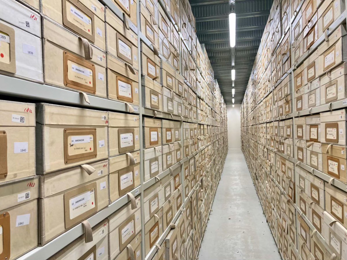 SamZa (@toolmal) on Twitter photo Leiden (L) herbarium (formerly known as the Rijksherbarium), was established in 1829, and is now united into Nationaal Herbarium Nederland, the Botany Department of Naturalis Biodiversity Center, is one of the largest herbaria in the world with c. 5.5 million specimens. Leiden (L) herbarium (formerly known as the Rijksherbarium), was established in 1829, and is now united into Nationaal Herbarium Nederland, the Botany Department of Naturalis Biodiversity Center, is one of the largest herbaria in the world with c. 5.5 million specimens.