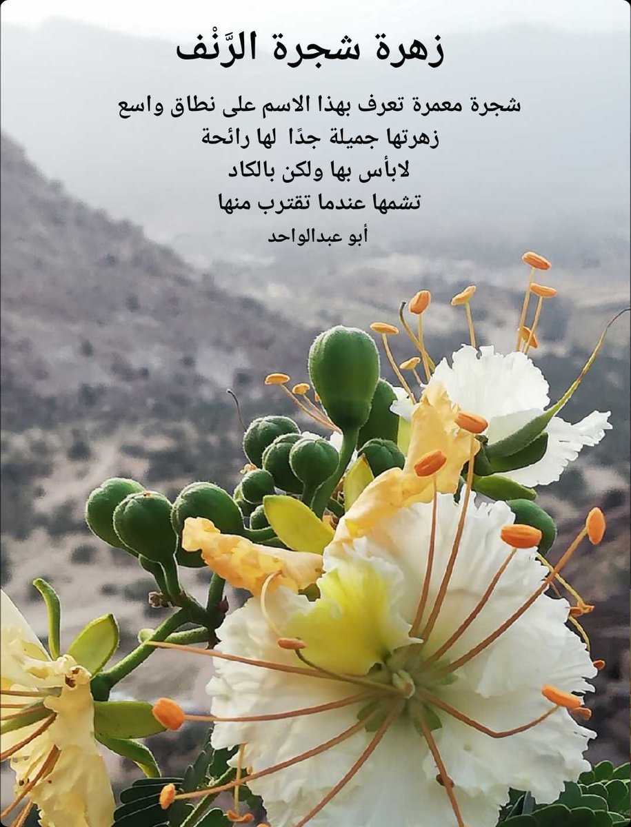 taif2685 tweet picture