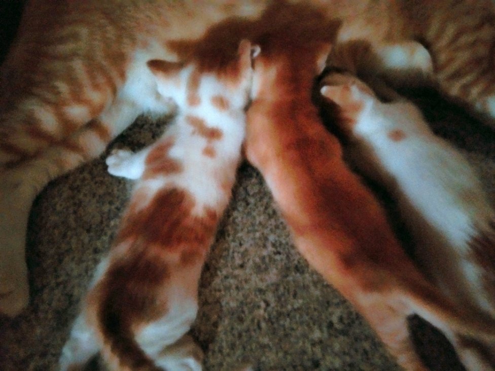 Thangamayil's kittens are now being babysat by my father, who once disliked cats. He calls one of them 'Baahubali' because he is slightly taller and heavier. My dad does cute things at 62 and I can't get enough of them! He took this photo, as well. ❤️