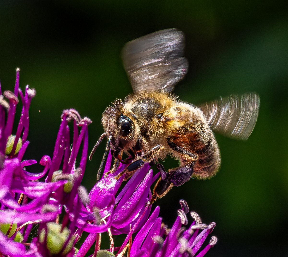 Bee on Allium #Bee #SaveOurBees #InsectThursday #Macro #MacroHour