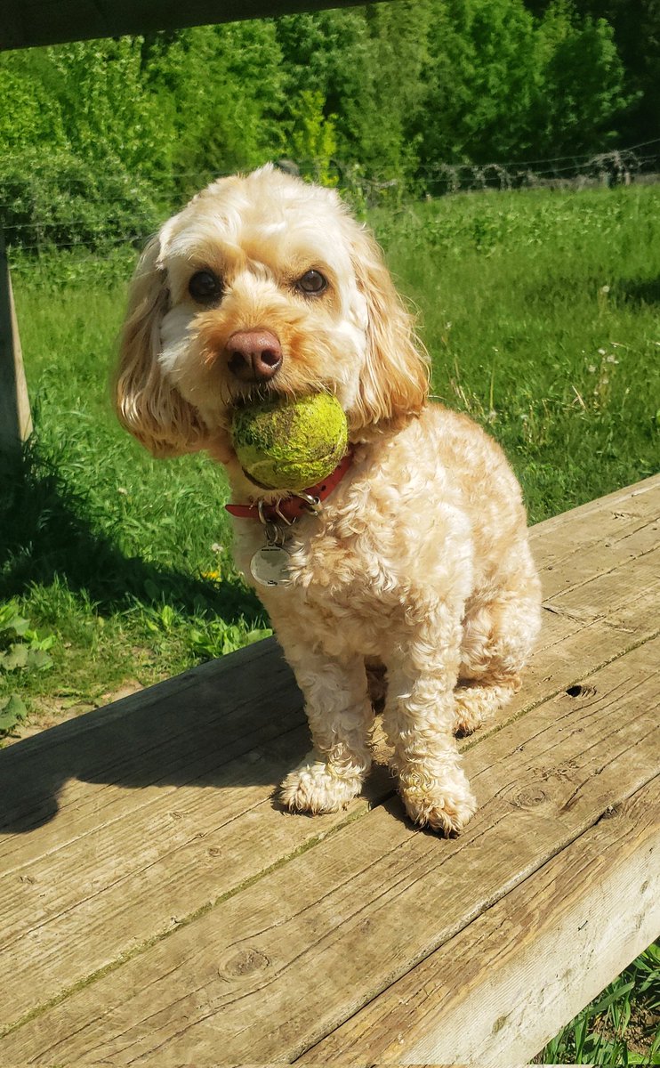 Maverick may be small but he is a very quick and clandestine ball stealer! 😁❤🐾🐕🐶🥎⚾️ #ballislife #theboss #cockapoo #walkinthedoginwhitby #walkinthedog