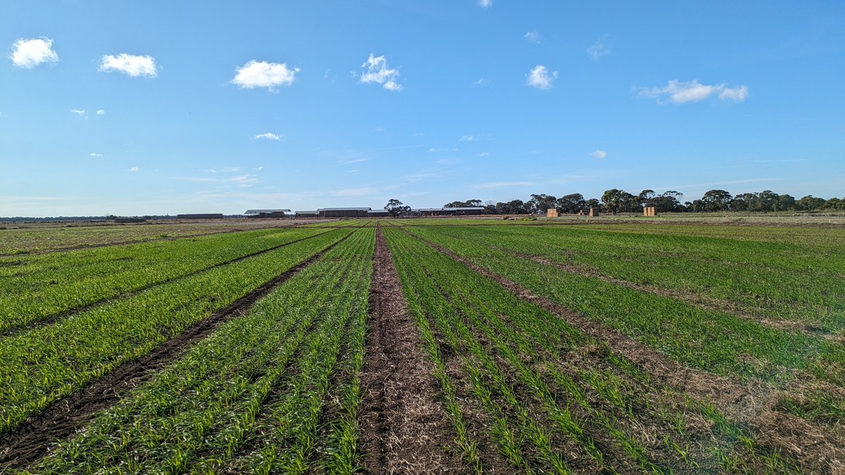 Long season wheat for 'De-risking the Seeding” project aims to help growers develop strategic dry/early sown management approaches, with ultimate aim of more consistent crop germination/establishment in dry years
agex.org.au/projects/de-ri…
@Ag_Excellence @DAFFgov
#FutureDroughtFund