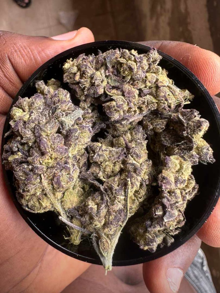 Strain: purple champagne 
Sativa dominant hybrid 

Dm is open!