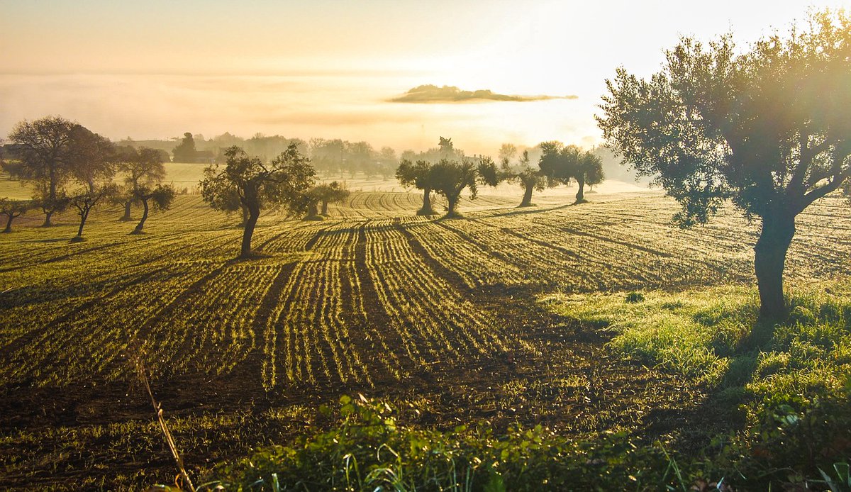 OleoRevista's tweet photo. 👩🌾🧑🌾La adquisición de tierras, principal destino de las inversiones avaladas por #SAECA
@mapagob
https://t.co/NJ1jucnA6H https://t.co/WYCSQanPoT