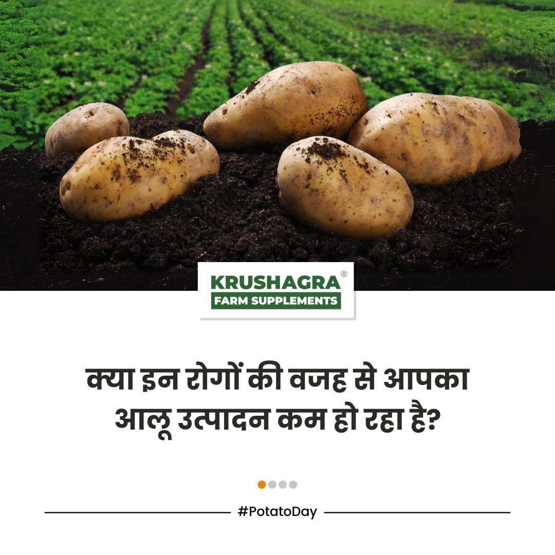 आलू फसल की उपज कम करने वाली बिमारियोसें क्या आप परेशान है?

#Krushagra #Worldpotatoday #Potato #Biopesticides #Biofertilizers #agriculture