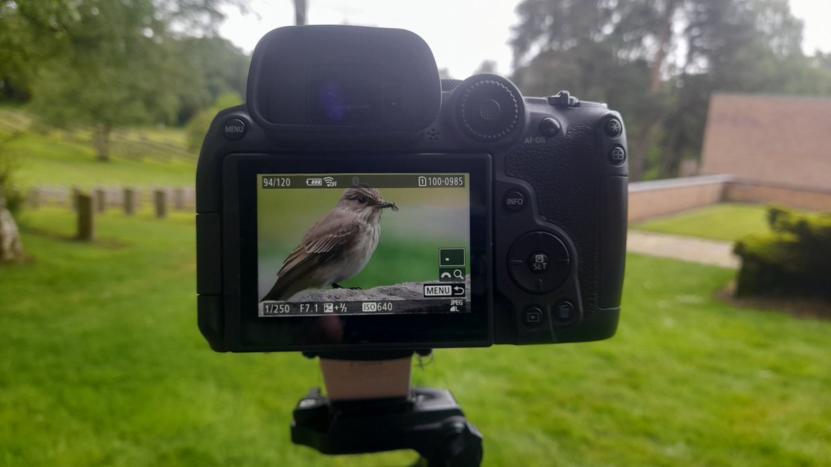 Flycatcher caught on camera at the German Military Cemetery in Cannock.