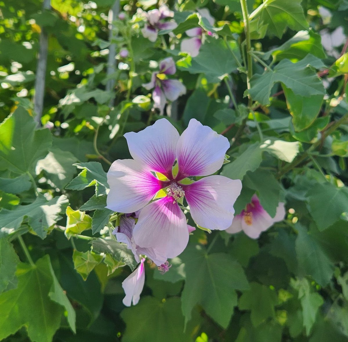 ラバテラ、初めて名前知りました。
アオイ系の植物好きです。
最早植物を上げるアカウントになっている…