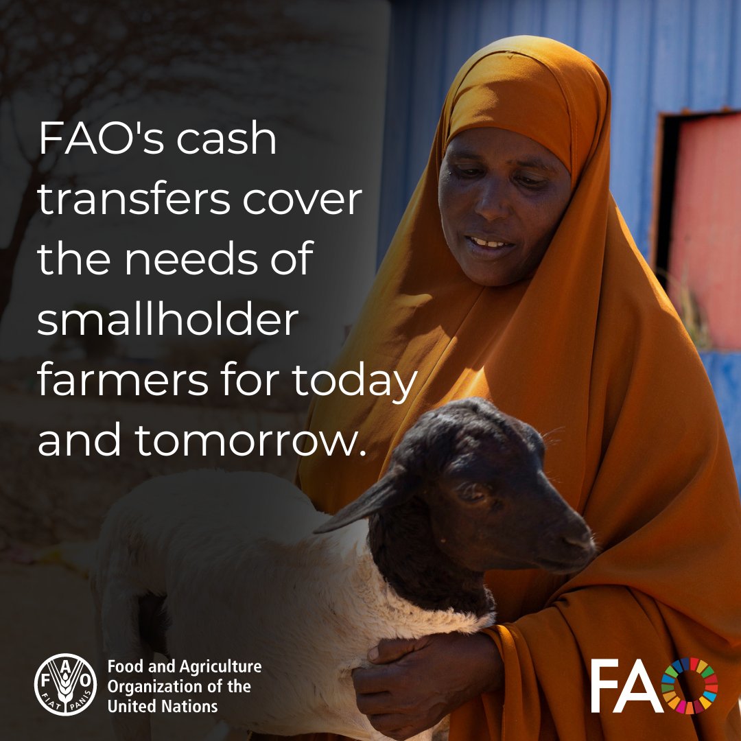 Linking predictable, sizeable, monthly #CashAssistance to complement social assistance systems allows @FAO to support farmers’ livelihoods and achieve lasting results. Learn more about cash and voucher assistance 👉 bit.ly/3UPlHnU #FoodSecurity