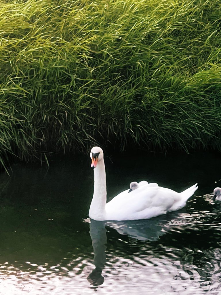 A spin down the Lee for the cygnet 🦢💞 @corkbeo @pure_cork @CorkDaily @savecorkcity @yaycork @MarinaMktCork @ThePhotoHour