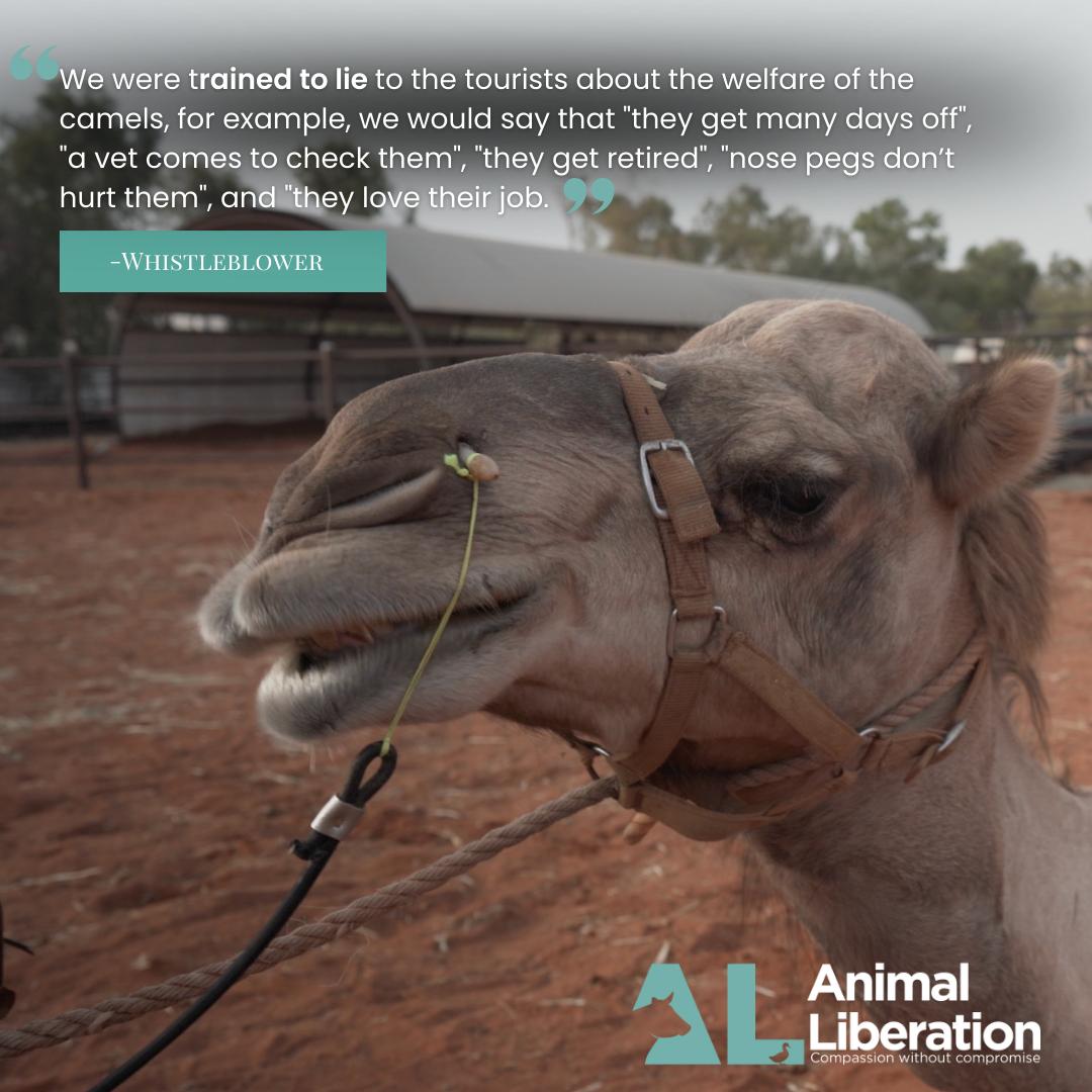 Animals need your voice. The monitoring and regulation of animal welfare should not be left to whistleblowers. Demand the NT Government reform animal tourism attractions, to protect the welfare and wellbeing of all animals. Take action- al.org.au/demand-urgent-…