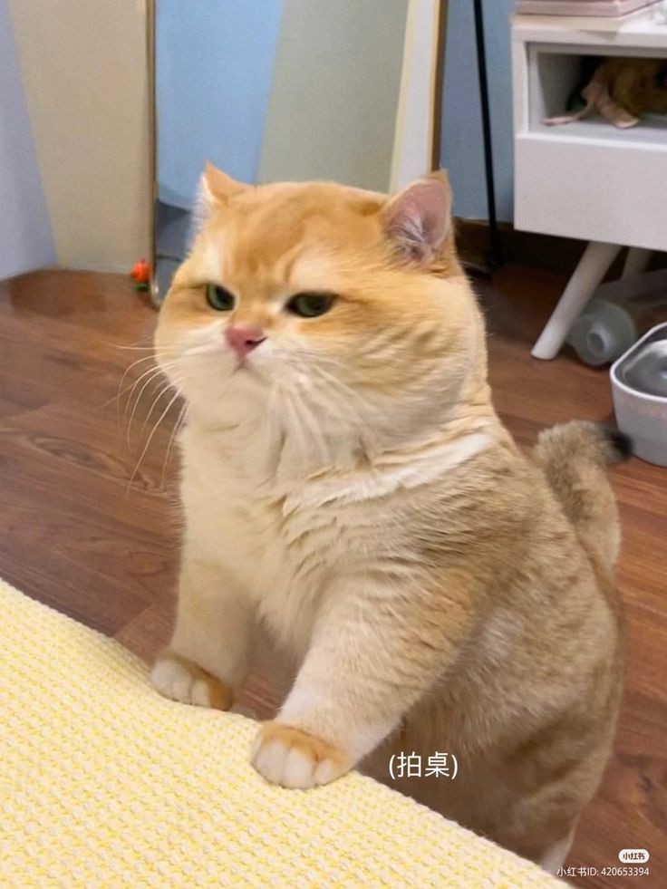 nocontextscats's tweet image. bombastic side eye