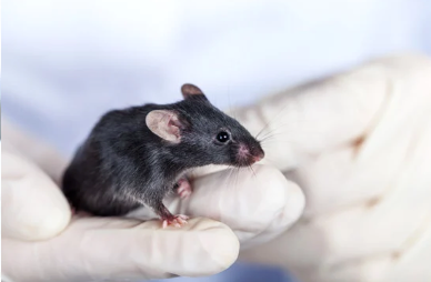 CureDisease's tweet photo. Gut microbes from aged mice induce inflammation in young mice, findings suggest microbiome changes play a role in age-related inflammation.
https://t.co/cxgavt3F0t #animalresearch #mouseresearch https://t.co/bigfPG1F67