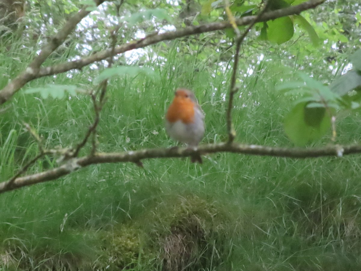 bobhogrunner's tweet photo. @teeswildlife @teesbirds1 @nybirdnews @Natures_Voice OOA. A first for me, #LiliumPyrenaicum(?),#Robin,#CommonSandpiper and #LowForce, also had #Redstart,#Curlew,#Mallard,#Gadwall,#PiedWagtail and lots of #Chaffinch. https://t.co/NMytPw5ZCo