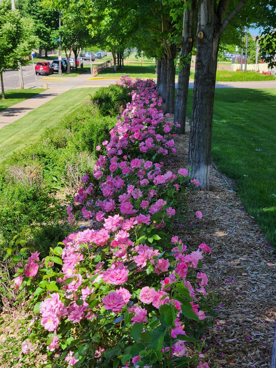 Bennett_R_Smith's tweet photo. If you haven't taken a minute to enjoy the @StPaulCollege landscape crew's handy work, it's popping off this week!! https://t.co/PvcBZiuBH6
