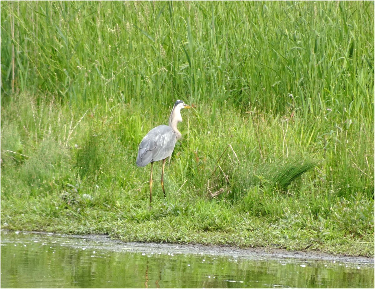 RNUP_NOW's tweet photo. RNUP Gr Blue Heron in water and landing. 3rd picture is of the heron with a fish in its beak and the last picture is the fish in its throat. #RNUP #FRNUP https://t.co/mShADfgyMo