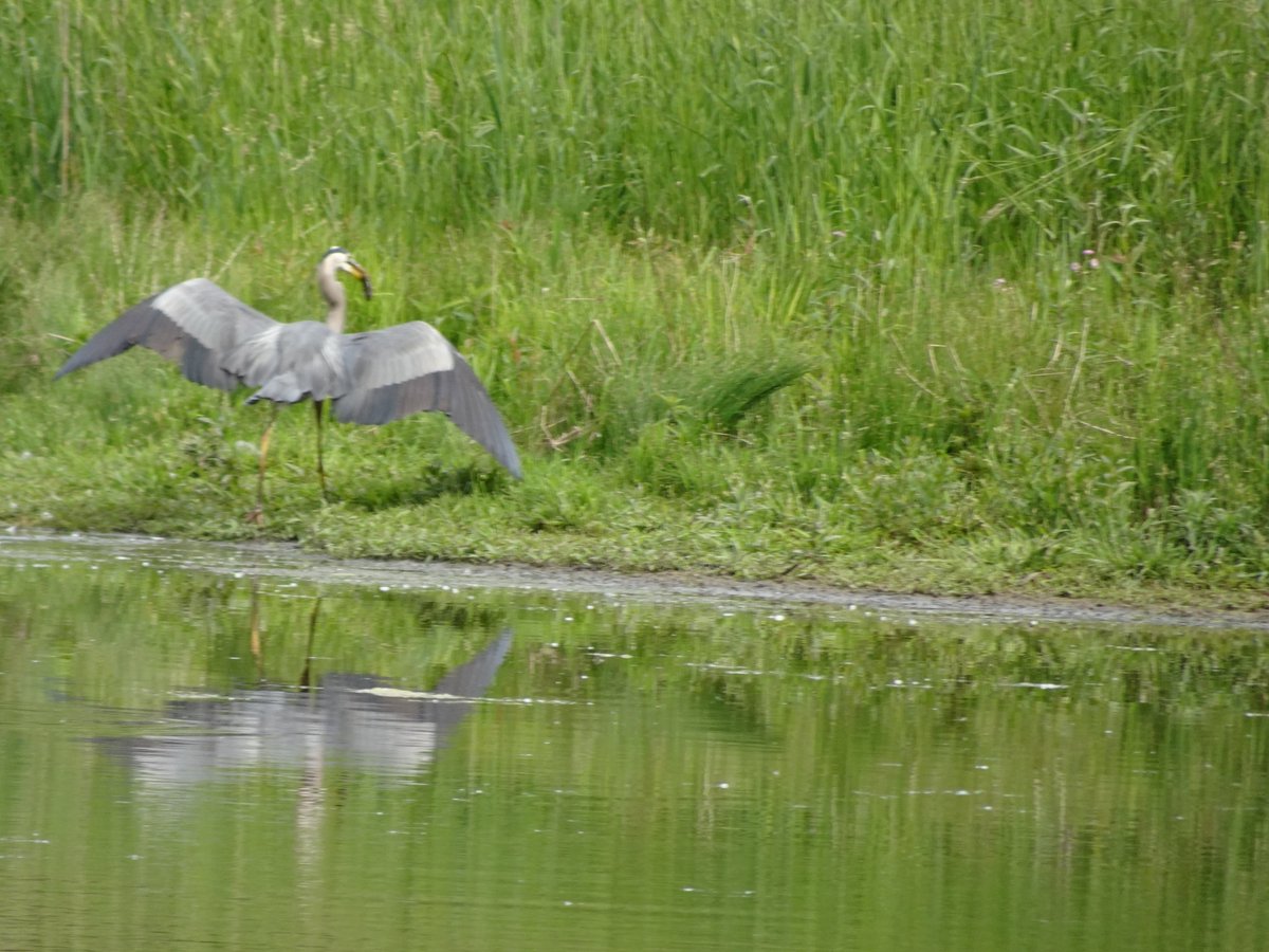 RNUP_NOW's tweet photo. RNUP Gr Blue Heron in water and landing. 3rd picture is of the heron with a fish in its beak and the last picture is the fish in its throat. #RNUP #FRNUP https://t.co/mShADfgyMo