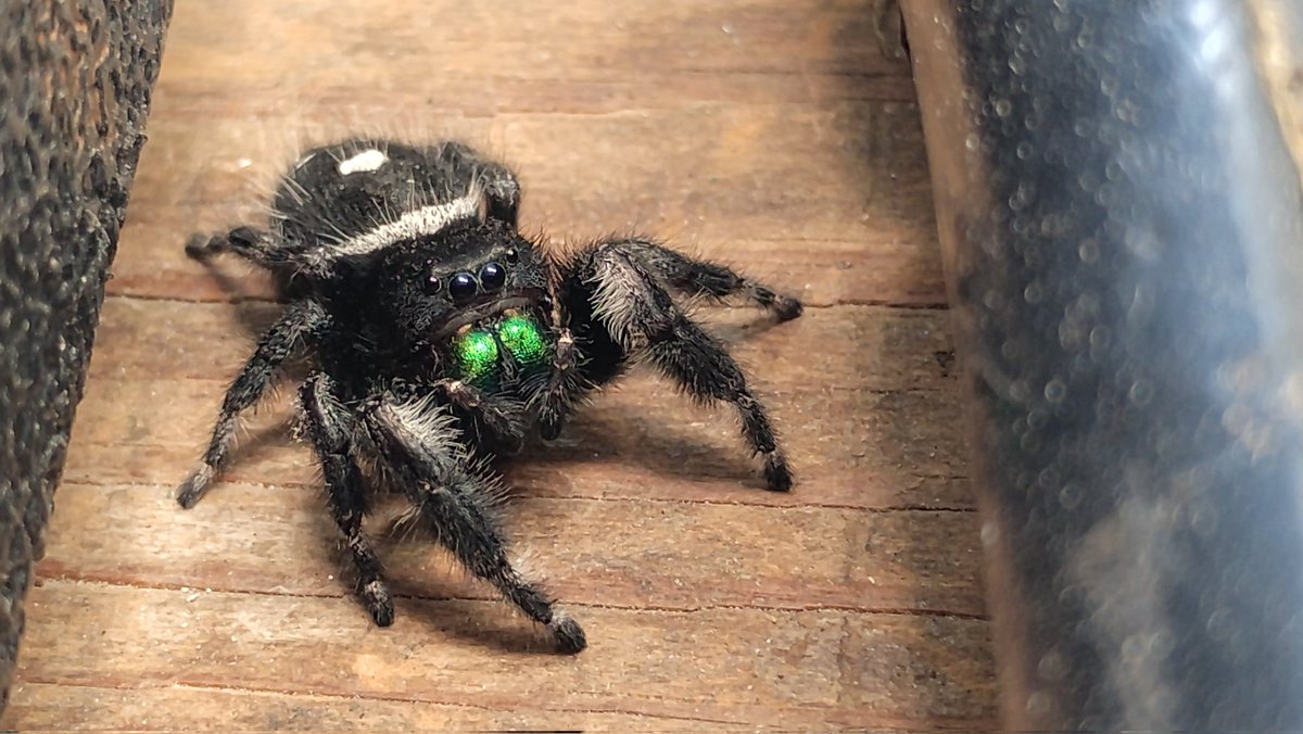 GenericAnalyst's tweet photo. @mayahiga @BrodyTayMann Loved this video. I'm always looking for bugs to study and this one was perfect https://t.co/KWShNl3Z6C