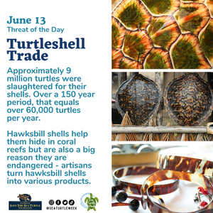 Wildlife Trafficking Alliance tweet media