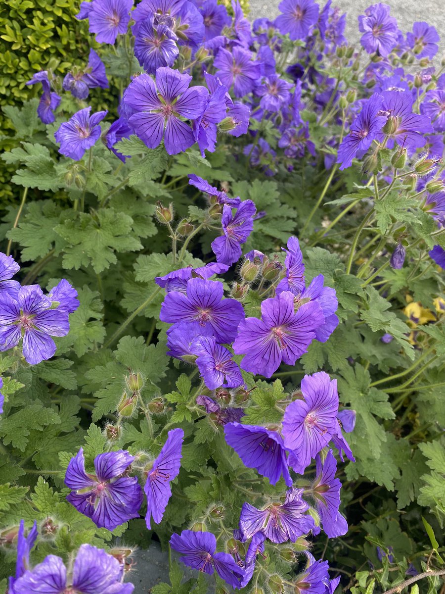 jackiemcguin's tweet photo. Day 1992 of #2000daysofwalking lots of rain ☔️ for this morning’s walk then #bridgertonseason3 this evening 😀#365crew https://t.co/KaSWH08Yvi