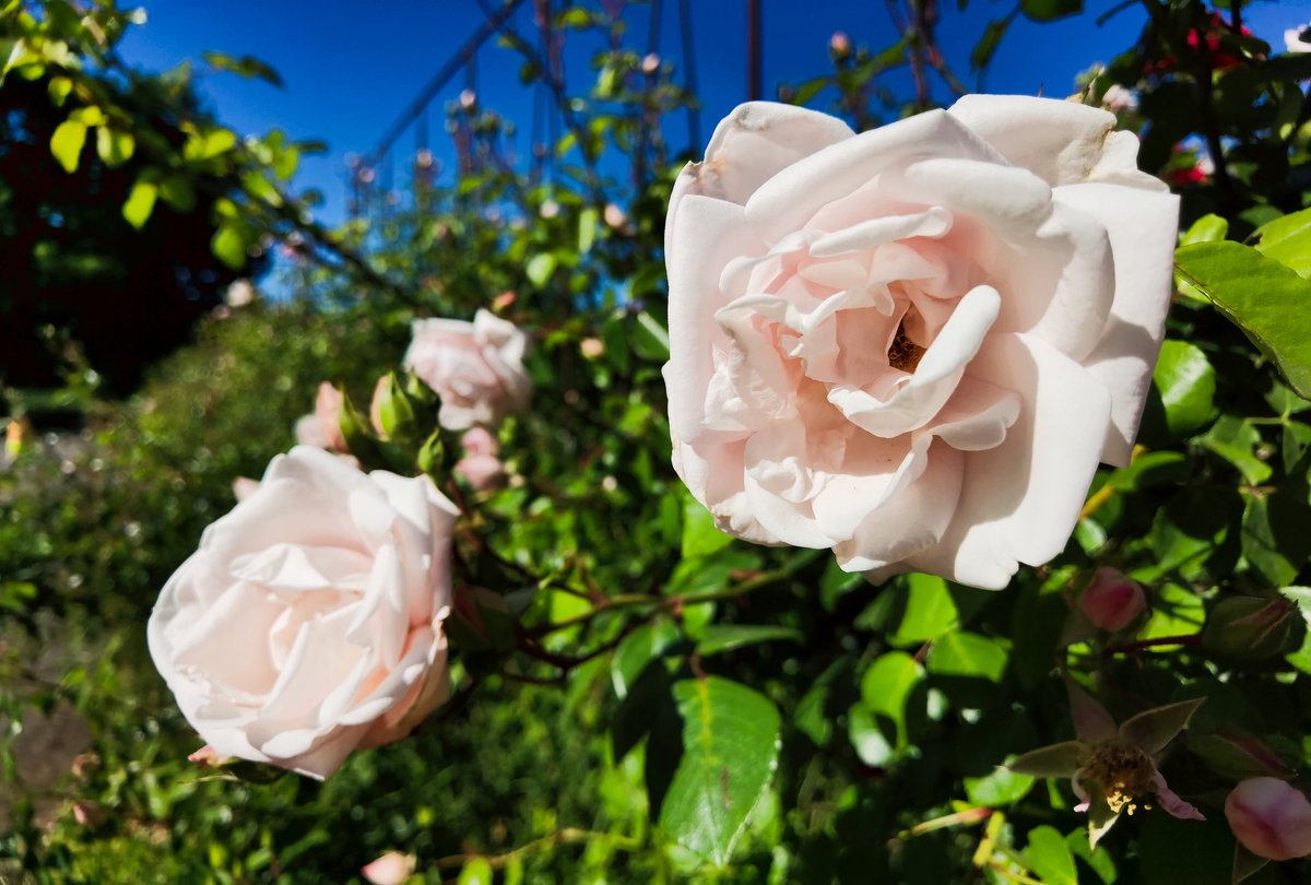 OlechkaNPG's tweet photo. Неймовірні 😊
#flowersphoto #photoflowers #summerphoto #photosummer #photonature #NatureInspired #naturephotgraphy #nature #ua #photoOG #квіти #літо https://t.co/geLqpk6Tdk
