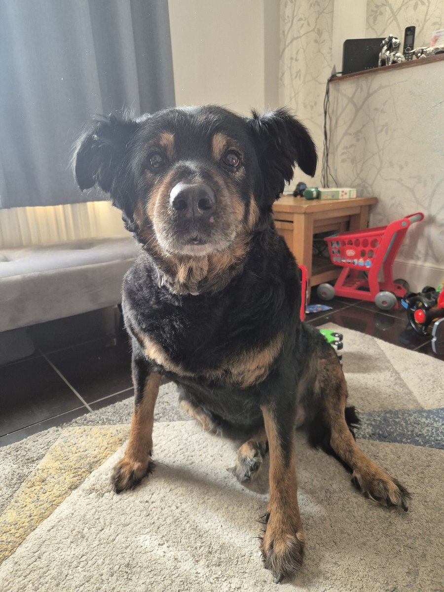 scottishthistle's tweet photo. Today, we had to say bye this beautiful Xena xx she was an amazing dog  💔🌈 https://t.co/2LWREjqPlP
