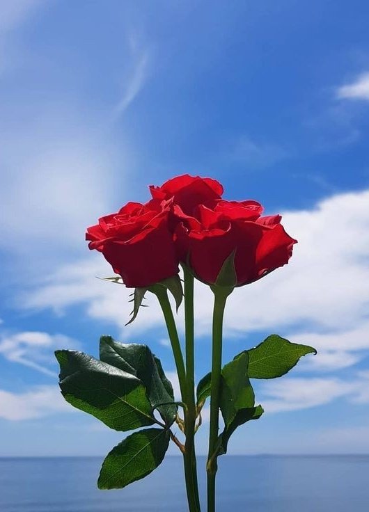 red tulips or red roses?