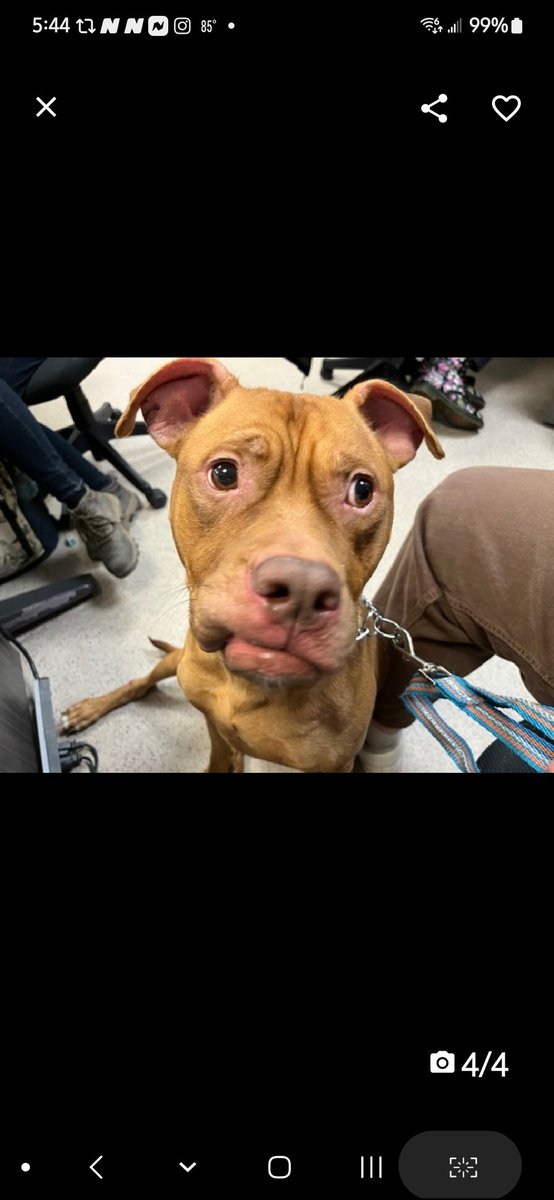 MyBoxerLuvMac1's tweet photo. 💔Peanut Butter Buster💔
#NYCACC #196917 3y
▪️To Be Killed: 6/15💉
Precious sweetie's💔, waiting for over 2mo!
Affectionate, social, playful.
Look @ his expression filled face!
Needs loving, N.East #Adopter/#Foster, 2 blossom, as yr BFF.
Pls #pledge
💞PBB https://t.co/Qyyou3uTKn