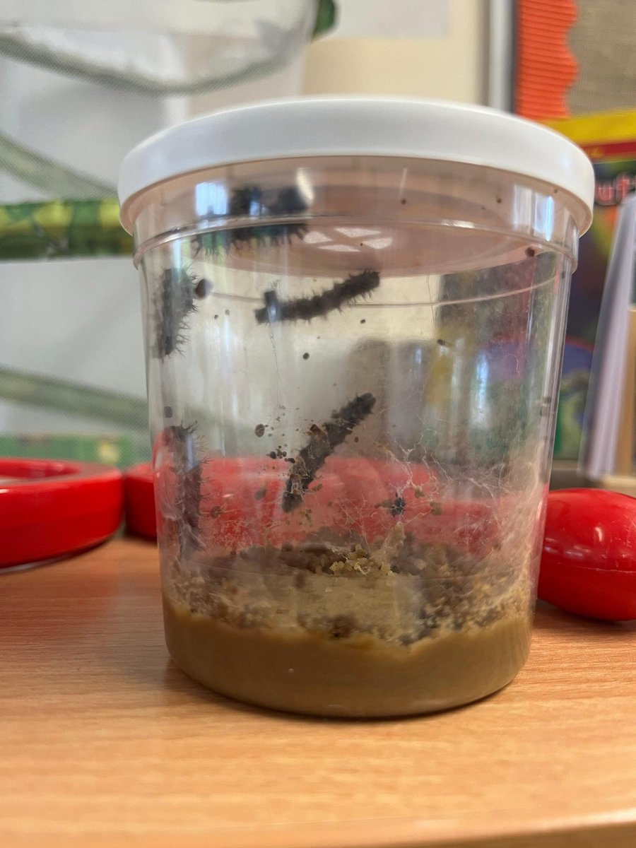 CotonCofE's tweet photo. Owl Class caterpillars have only grown a little bit! The children have learned that as they grow they become too big for their skin. The old skin then falls off and a new one is underneath. We should see some chrysalis forming over the next week! #CreativityIsKey https://t.co/A50WlcWITA