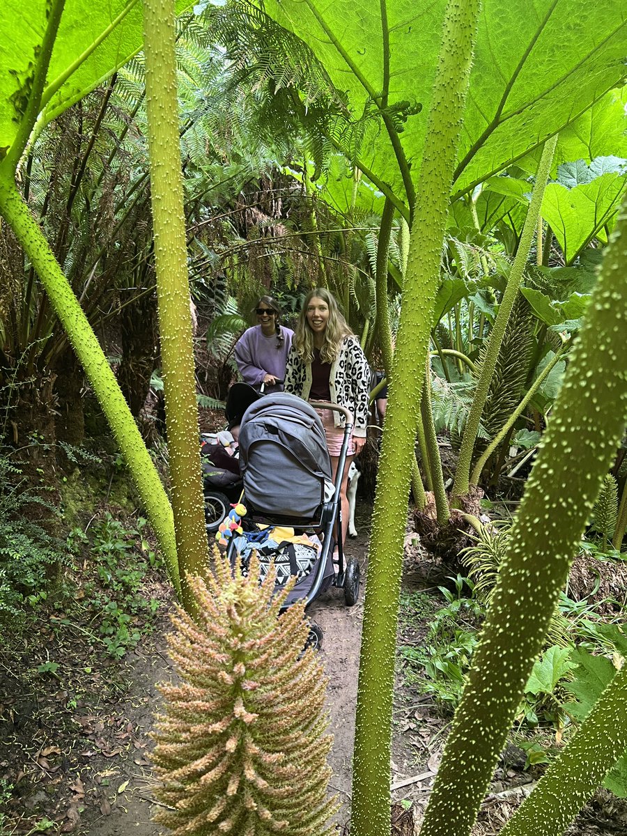 Koru Kayaking tweet media