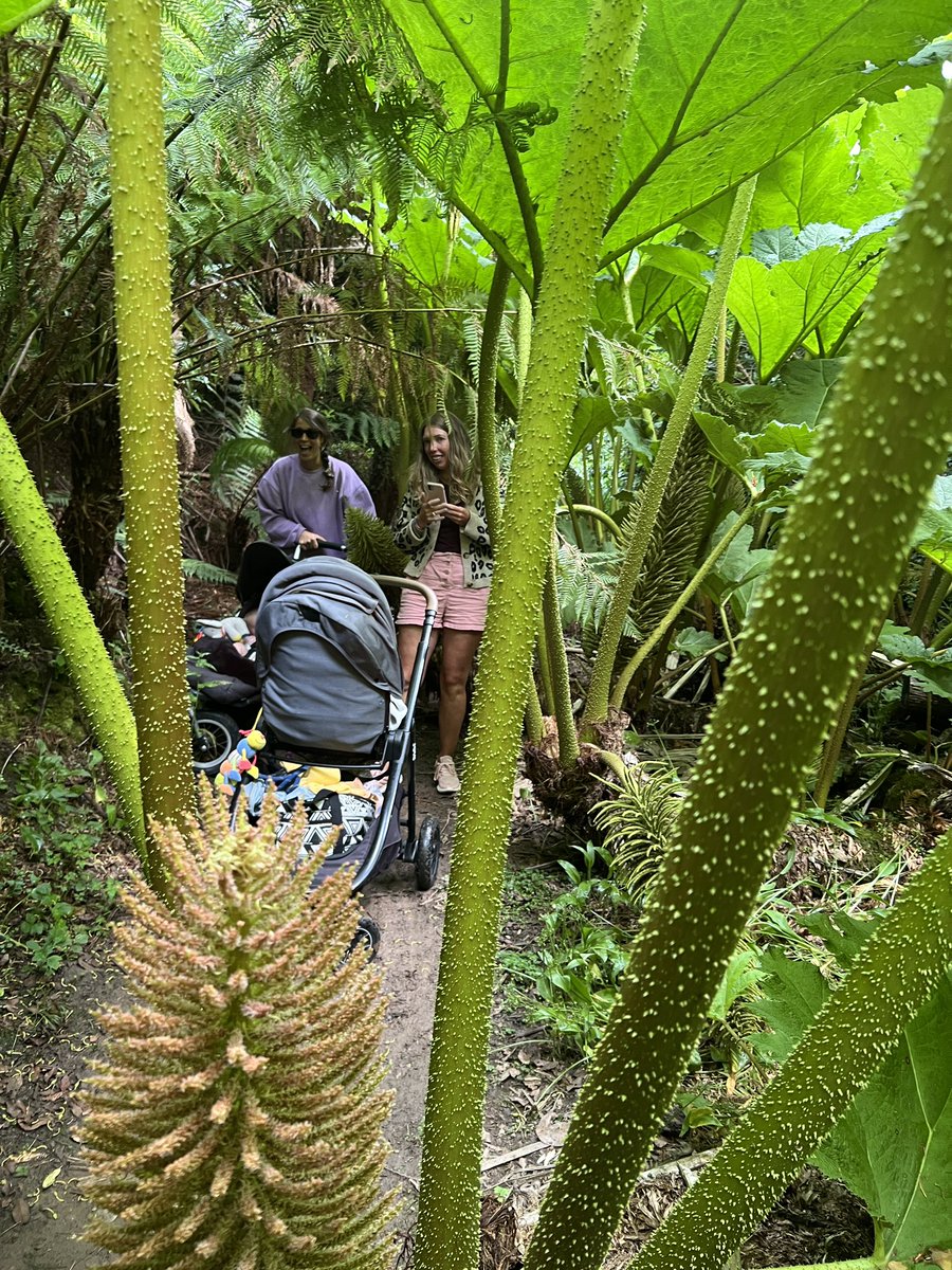 Koru Kayaking tweet media